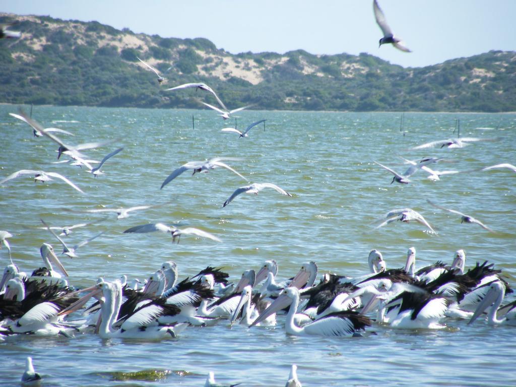 Villa Coorong Waterfront Retreat Meningie Exterior foto